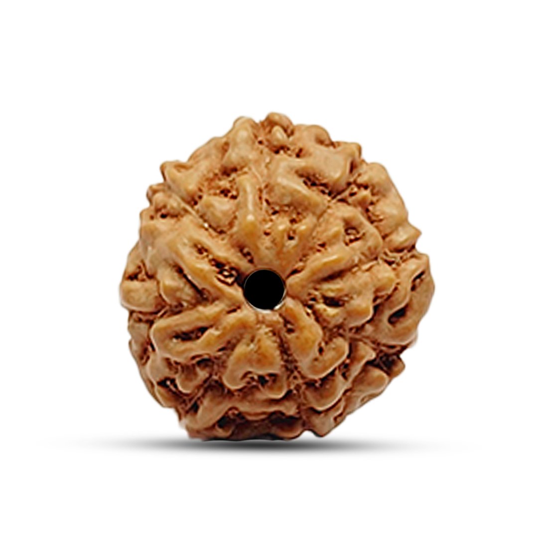 "8 Mukhi Rudraksha from Indonesia – A sacred bead for removing obstacles and achieving success."