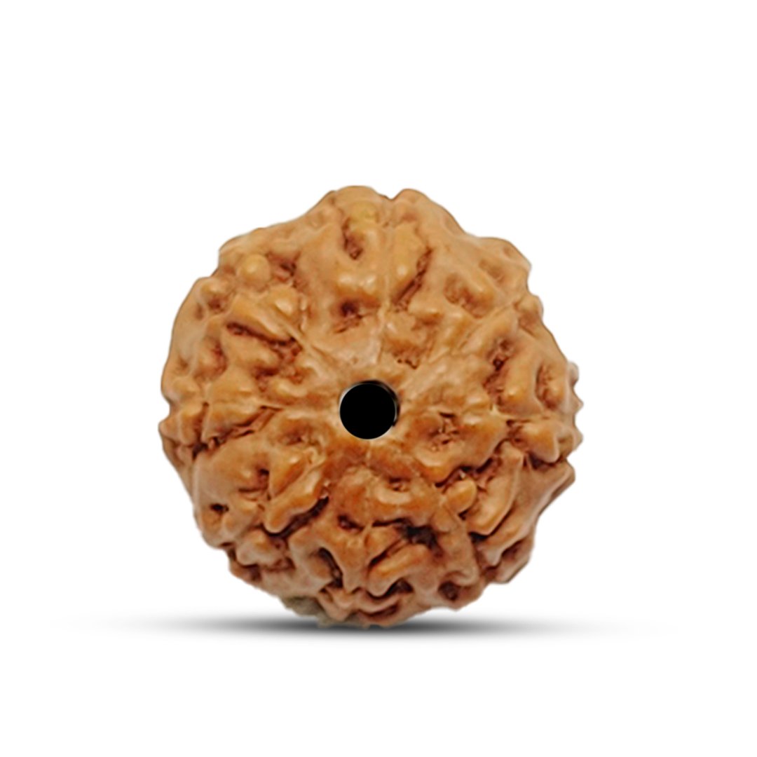 "8 Mukhi Rudraksha from Indonesia – A sacred bead for removing obstacles and achieving success."