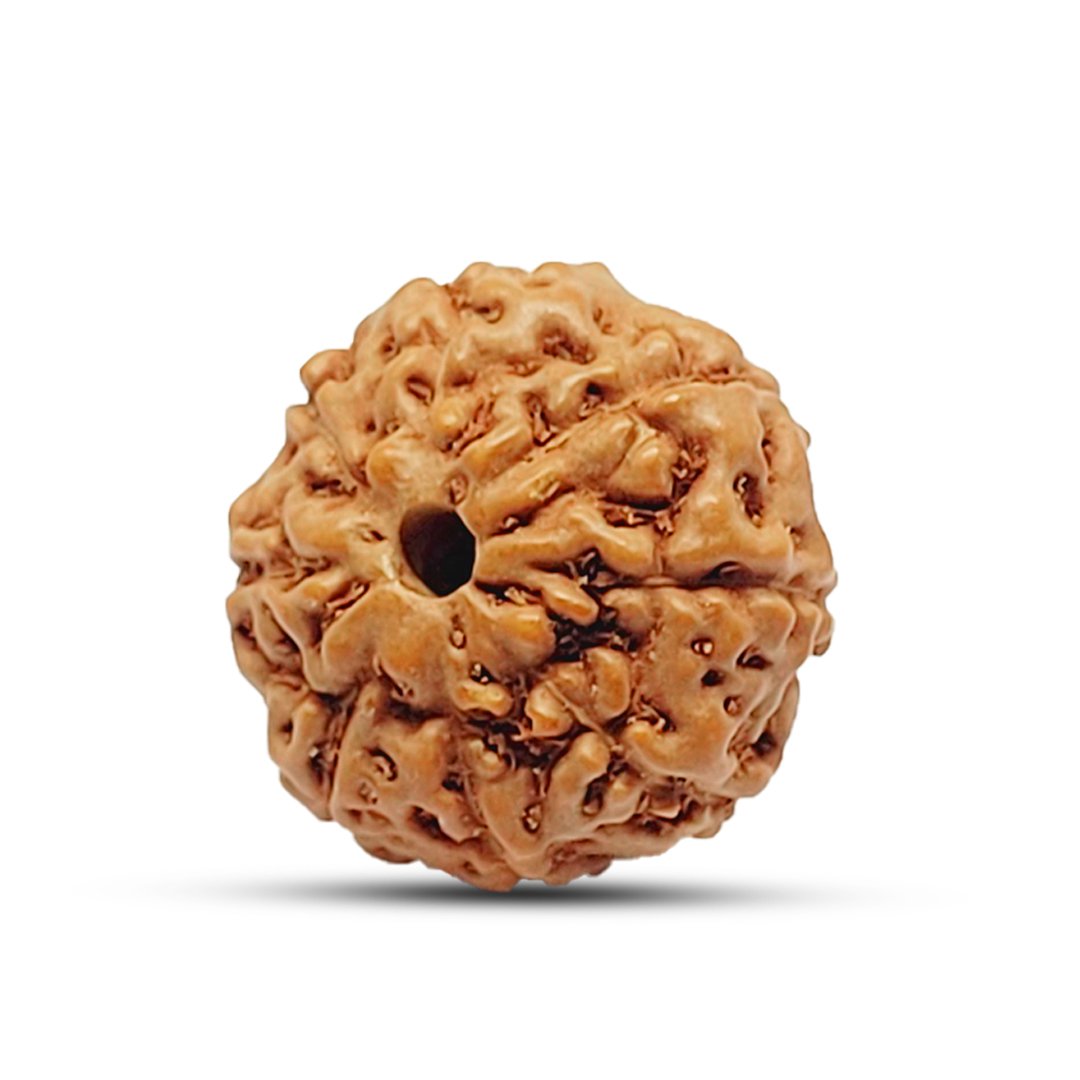 "8 Mukhi Rudraksha from Indonesia – A sacred bead for removing obstacles and achieving success."