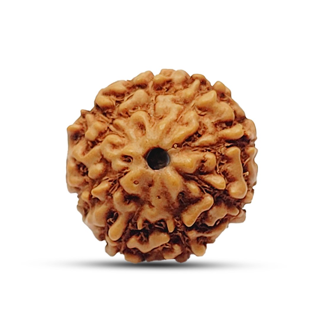 "8 Mukhi Rudraksha from Indonesia – A sacred bead for removing obstacles and achieving success."