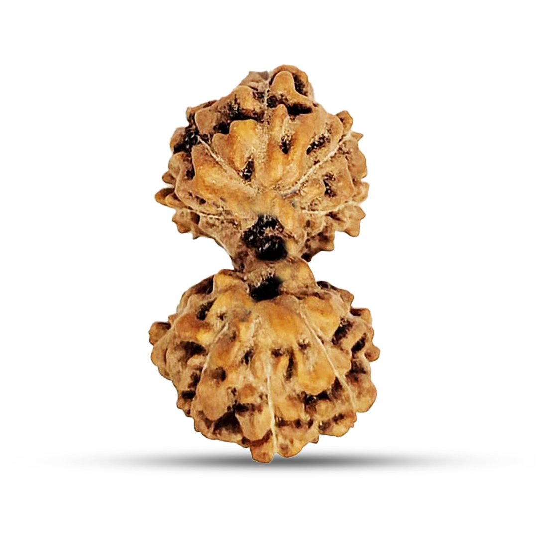 "Gauri Shankar Mukhi Rudraksha from Indonesia – A sacred bead for unity, relationships, and spiritual growth."