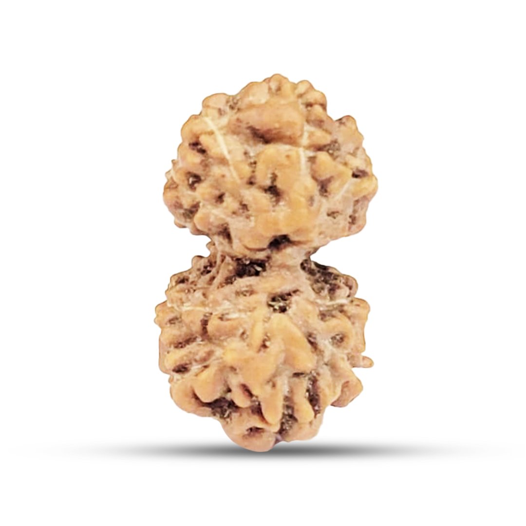 "Gauri Shankar Mukhi Rudraksha from Indonesia – A sacred bead for unity, relationships, and spiritual growth."