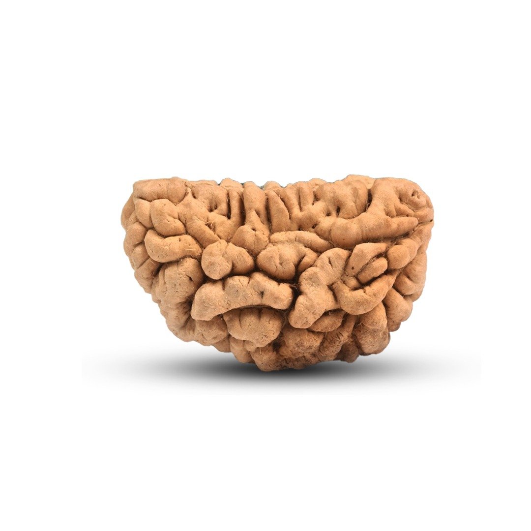 "Half Moon Rudraksha from Sri Lanka – A sacred and rare bead infused with divine lunar energy."