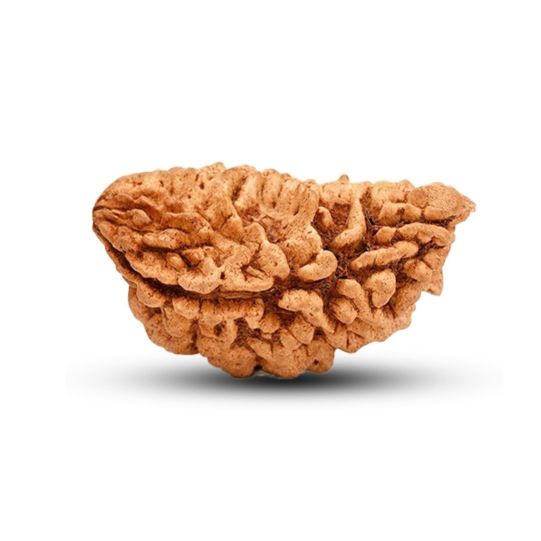 "Half Moon Rudraksha from Sri Lanka – A sacred and rare bead infused with divine lunar energy."