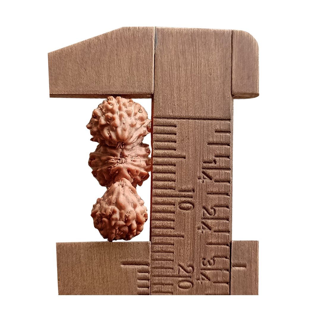 "Trijuti Mukhi Rudraksha from Indonesia – A rare and powerful bead representing Brahma, Vishnu, and Mahesh."