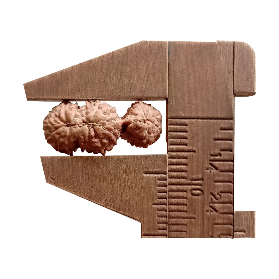 "Trijuti Mukhi Rudraksha from Indonesia – A rare and powerful bead representing Brahma, Vishnu, and Mahesh."