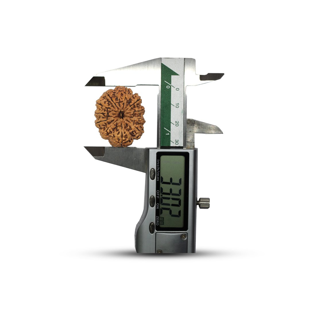 "11 Mukhi Rudraksha from Nepal – A divine bead infused with Lord Hanuman’s blessings, enhancing courage, wisdom, and spiritual strength."