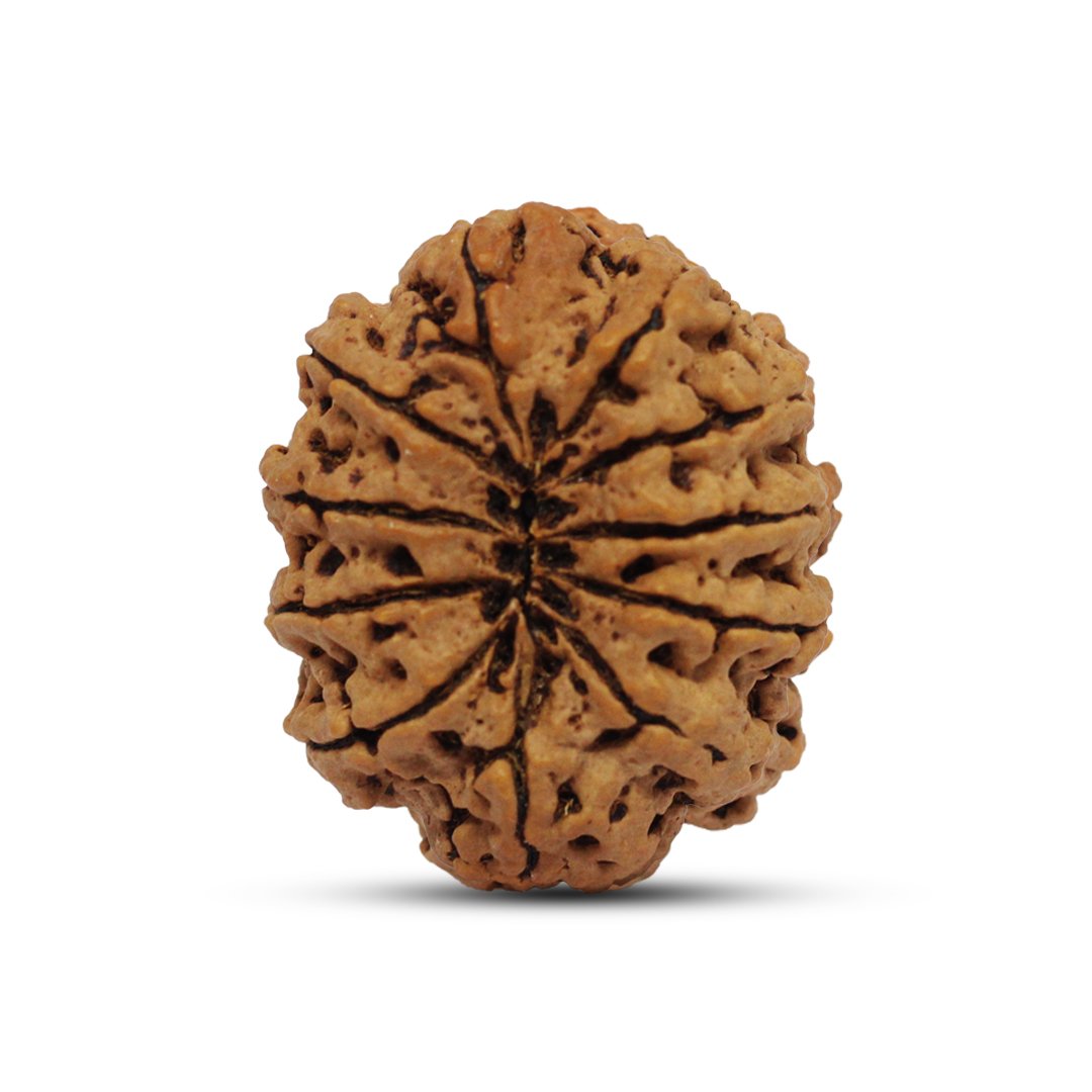 "11 Mukhi Rudraksha from Nepal – A divine bead infused with Lord Hanuman’s blessings, enhancing courage, wisdom, and spiritual strength."