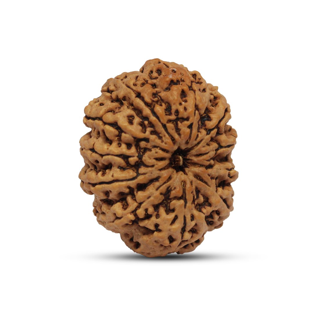 "11 Mukhi Rudraksha from Nepal – A divine bead infused with Lord Hanuman’s blessings, enhancing courage, wisdom, and spiritual strength."