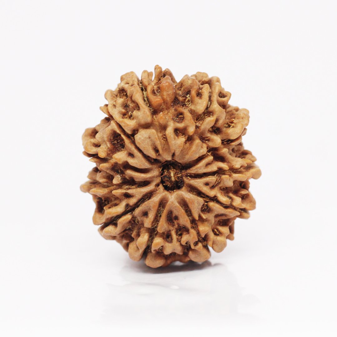 "11 Mukhi Rudraksha from Nepal – A divine bead infused with Lord Hanuman’s blessings, enhancing courage, wisdom, and spiritual strength."