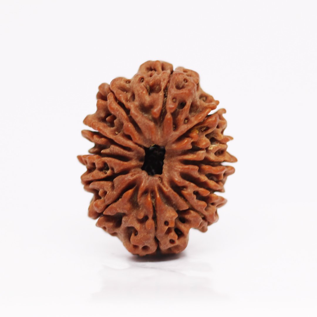 "12 Mukhi Rudraksha from Nepal – A sacred bead infused with the divine energy of Lord Surya, enhancing leadership, confidence, and success."