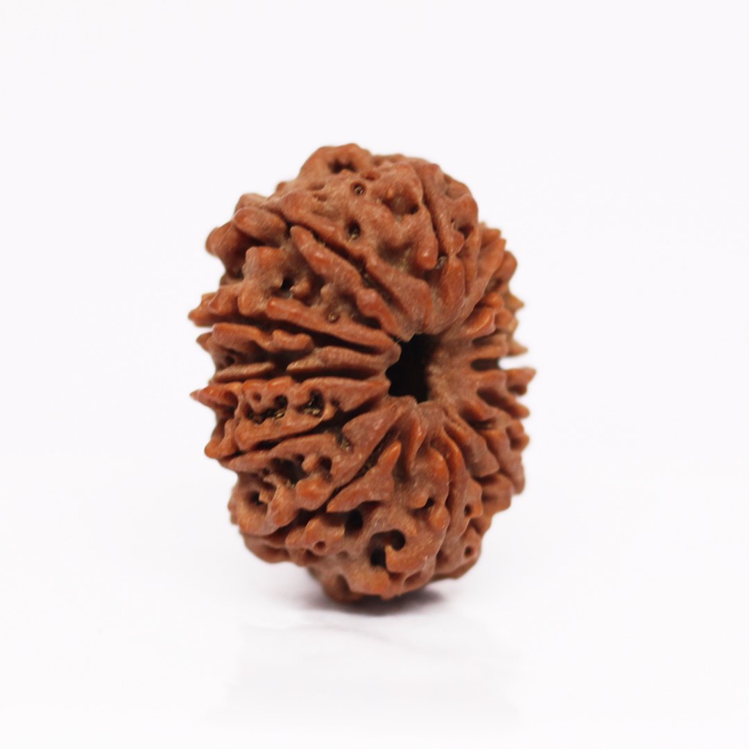 "12 Mukhi Rudraksha from Nepal – A sacred bead infused with the divine energy of Lord Surya, enhancing leadership, confidence, and success."