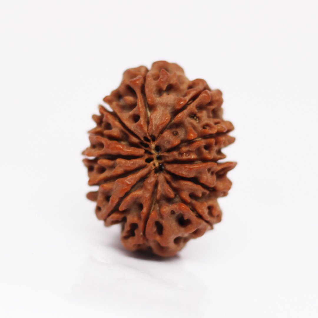 "12 Mukhi Rudraksha from Nepal – A sacred bead infused with the divine energy of Lord Surya, enhancing leadership, confidence, and success."