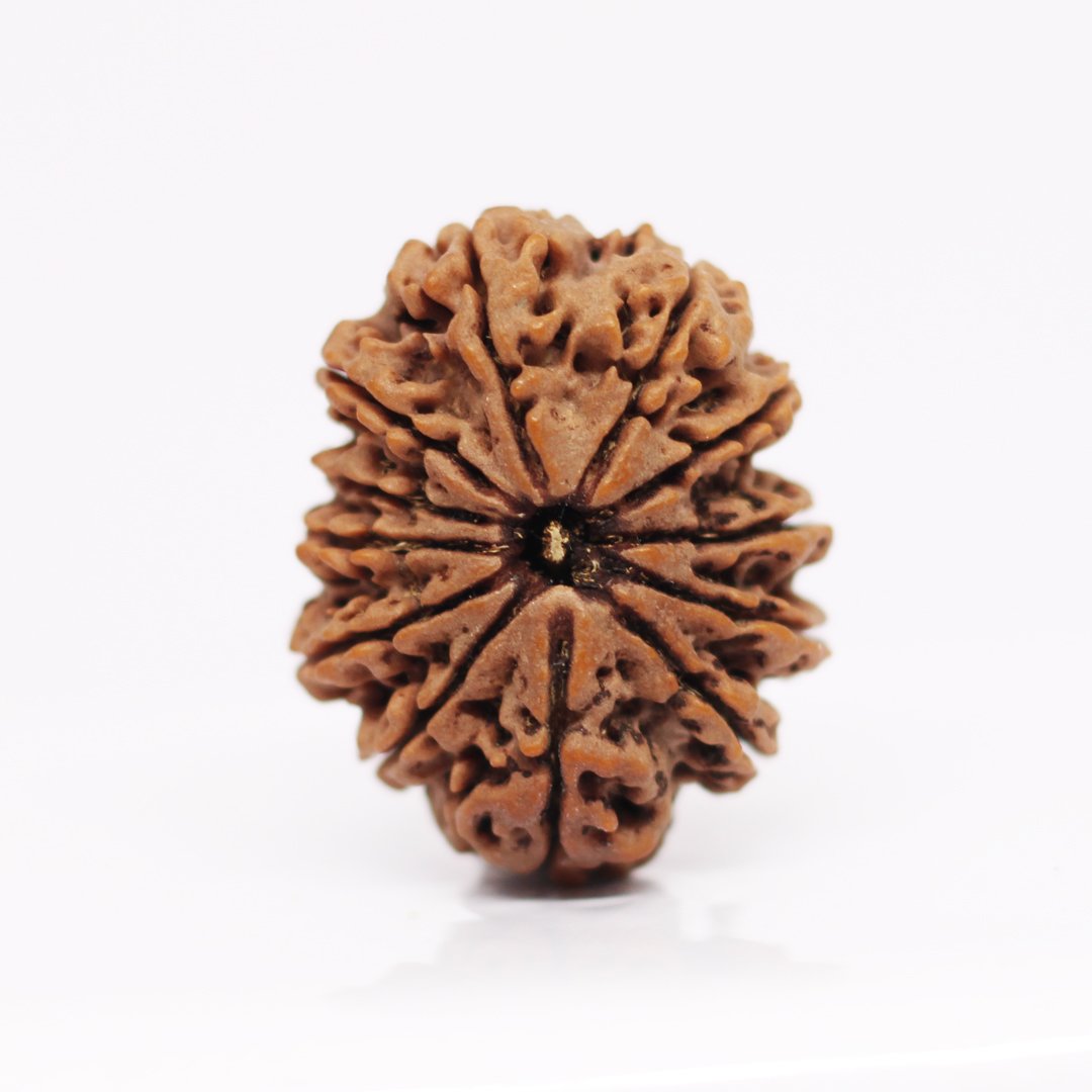 "12 Mukhi Rudraksha from Nepal – A sacred bead infused with the divine energy of Lord Surya, enhancing leadership, confidence, and success."