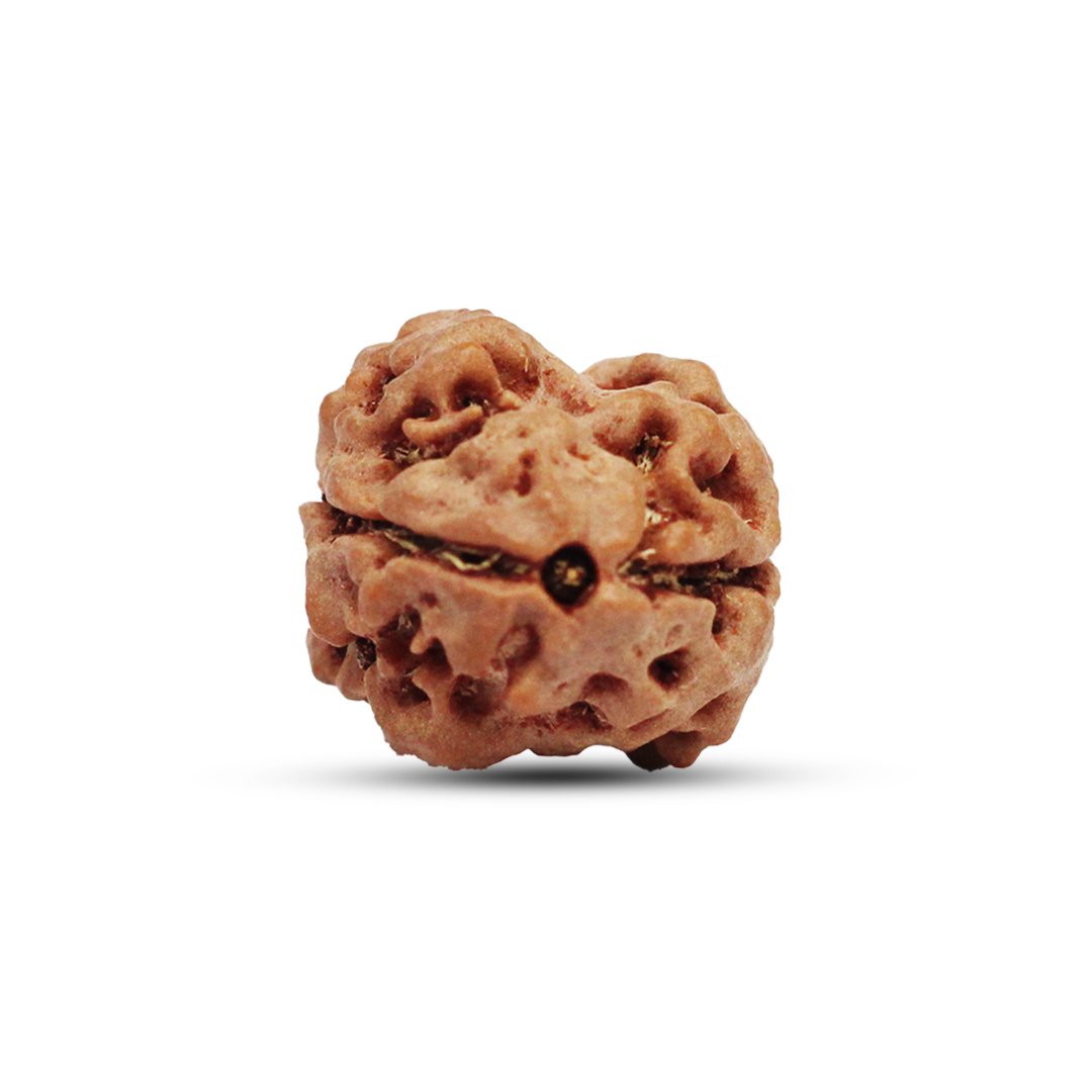 "2 Mukhi Rudraksha from Nepal – The Bead of Divine Union & Balance"