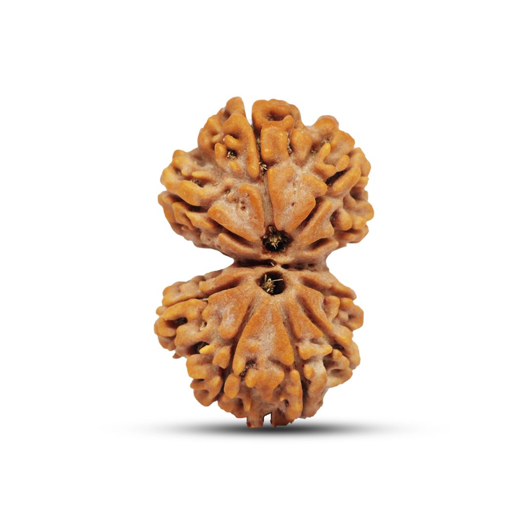 "Gauri Shankar Rudraksha from Nepal – A divine bead symbolizing the sacred union of Lord Shiva and Goddess Parvati, fostering love, harmony, and spiritual growth."