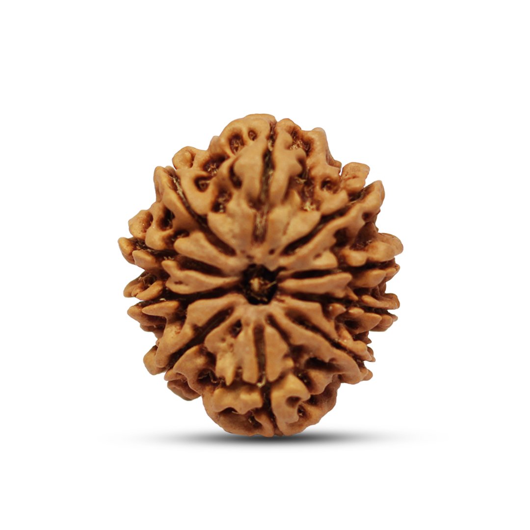 "10 Mukhi Rudraksha from Nepal – A divine bead of protection, eliminating negativity and obstacles with Lord Vishnu’s blessings."