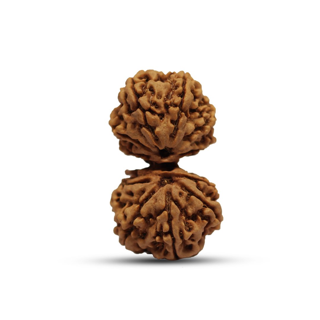 "Gauri Shankar Rudraksha from Nepal – A divine bead symbolizing the sacred union of Lord Shiva and Goddess Parvati, fostering love, harmony, and spiritual growth."