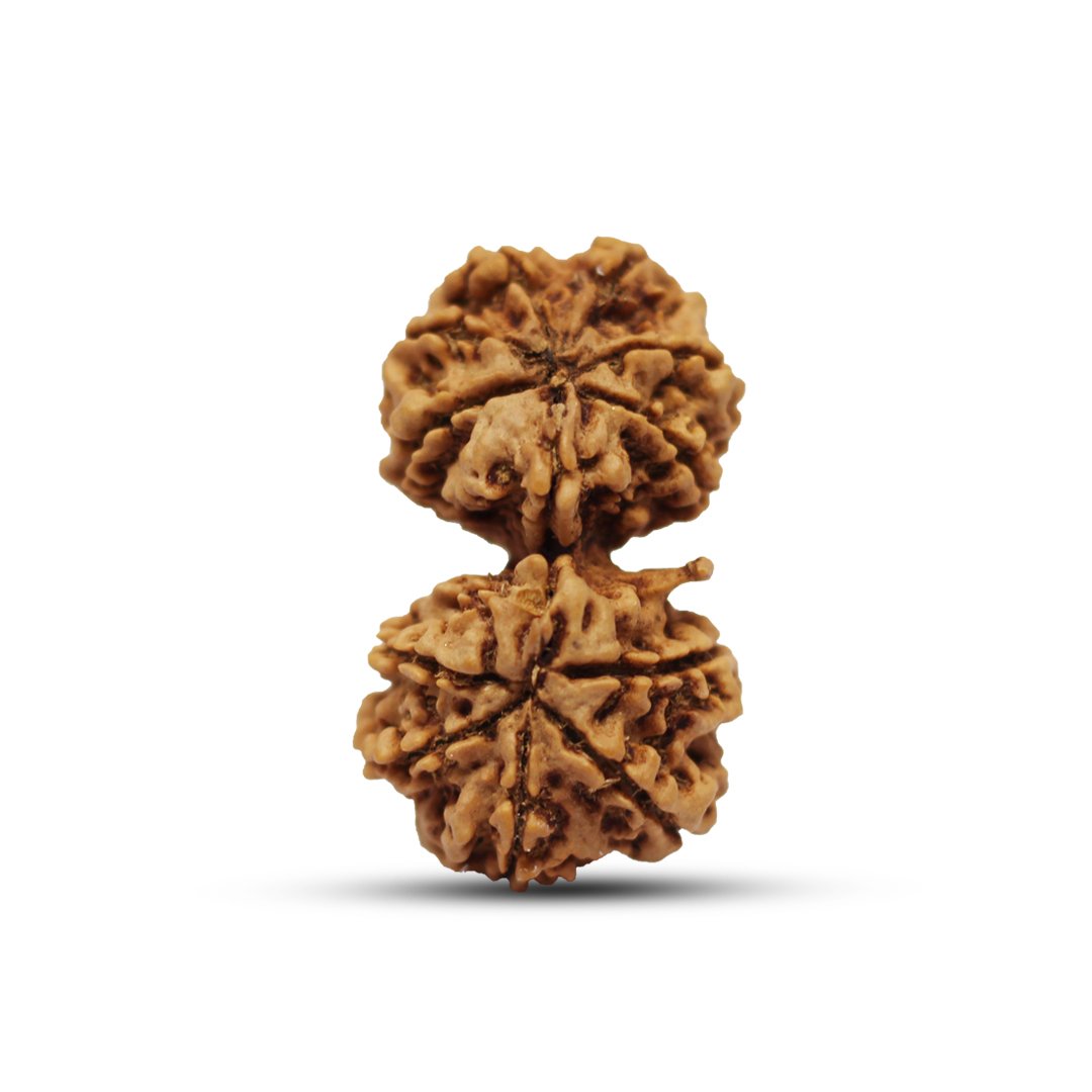 "Gauri Shankar Rudraksha from Nepal – A divine bead symbolizing the sacred union of Lord Shiva and Goddess Parvati, fostering love, harmony, and spiritual growth."