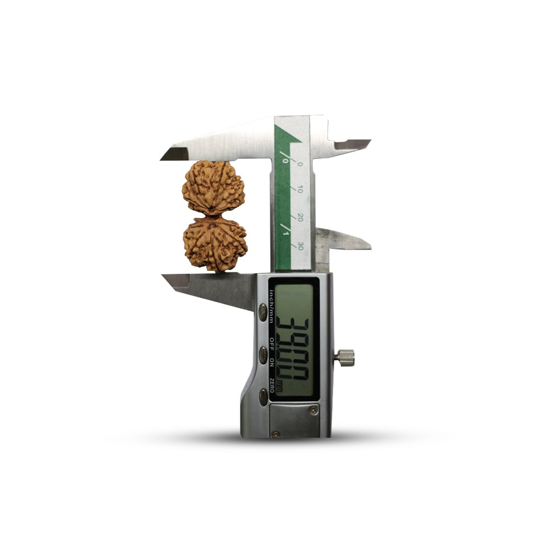 "Gauri Shankar Rudraksha from Nepal – A divine bead symbolizing the sacred union of Lord Shiva and Goddess Parvati, fostering love, harmony, and spiritual growth."