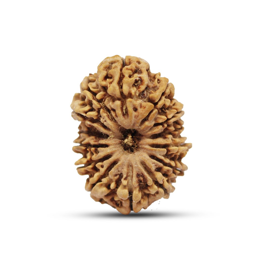 "14 Mukhi Rudraksha from Nepal – The sacred bead of Lord Hanuman & Shiva, enhancing intuition, courage, and spiritual power."