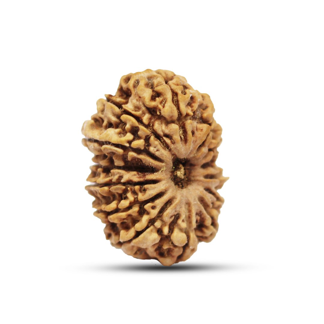 "14 Mukhi Rudraksha from Nepal – The sacred bead of Lord Hanuman & Shiva, enhancing intuition, courage, and spiritual power."