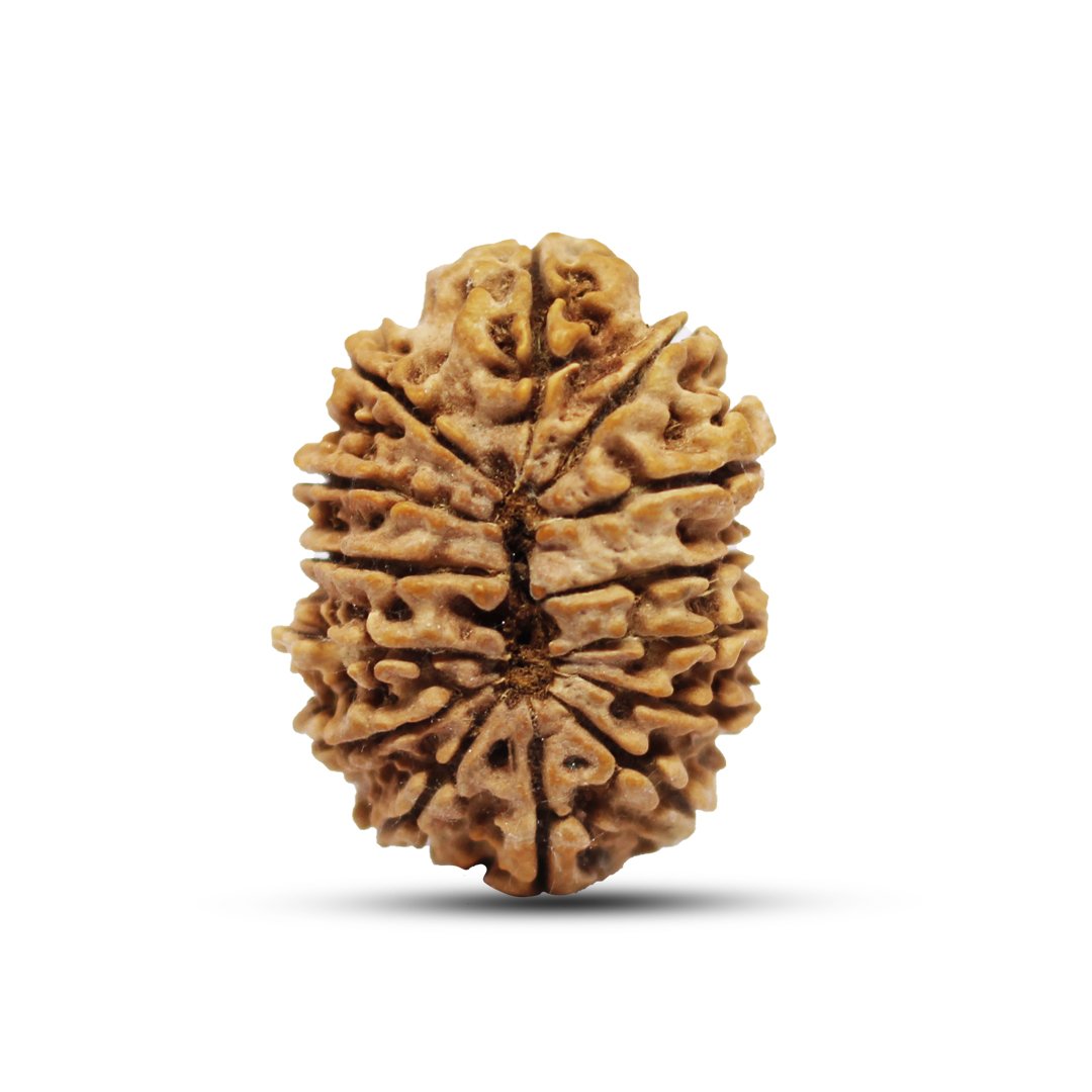 "14 Mukhi Rudraksha from Nepal – The sacred bead of Lord Hanuman & Shiva, enhancing intuition, courage, and spiritual power."