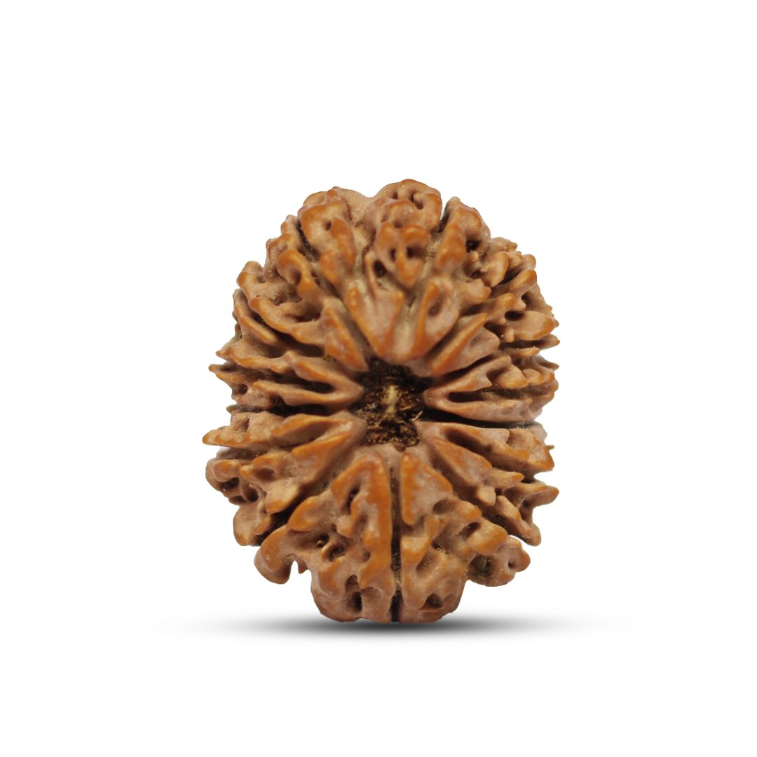 "14 Mukhi Rudraksha from Nepal – The sacred bead of Lord Hanuman & Shiva, enhancing intuition, courage, and spiritual power."