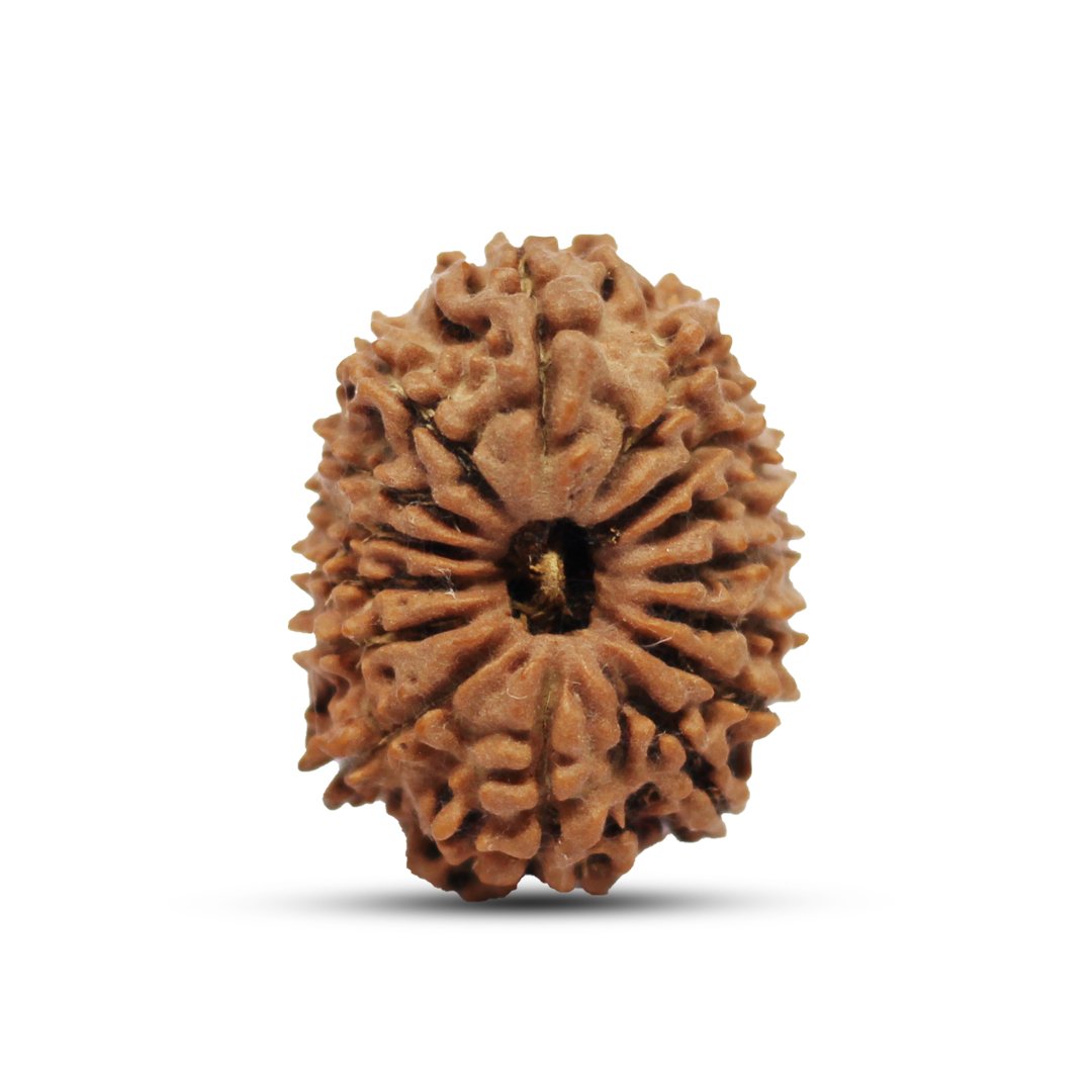 "15 Mukhi Rudraksha from Nepal – The sacred bead of Lord Pashupatinath, enhancing love, compassion, prosperity, and intuition."