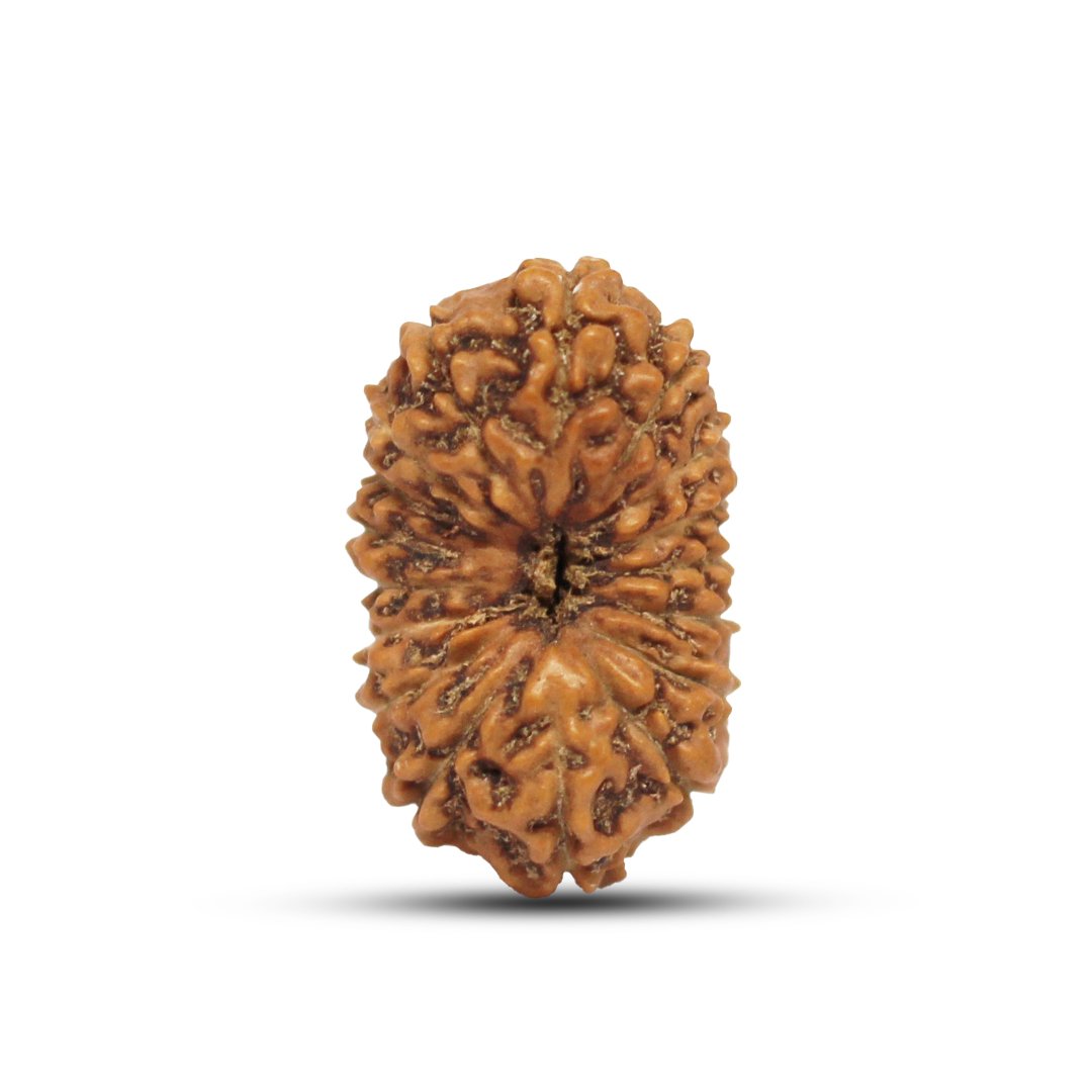 "17 Mukhi Rudraksha from Indonesia – A sacred bead representing Goddess Katyayani and Lord Vishwakarma, known for its power to manifest desires, attract wealth, and enhance success."