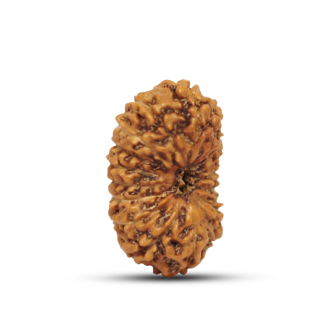 "17 Mukhi Rudraksha from Indonesia – A sacred bead representing Goddess Katyayani and Lord Vishwakarma, known for its power to manifest desires, attract wealth, and enhance success."