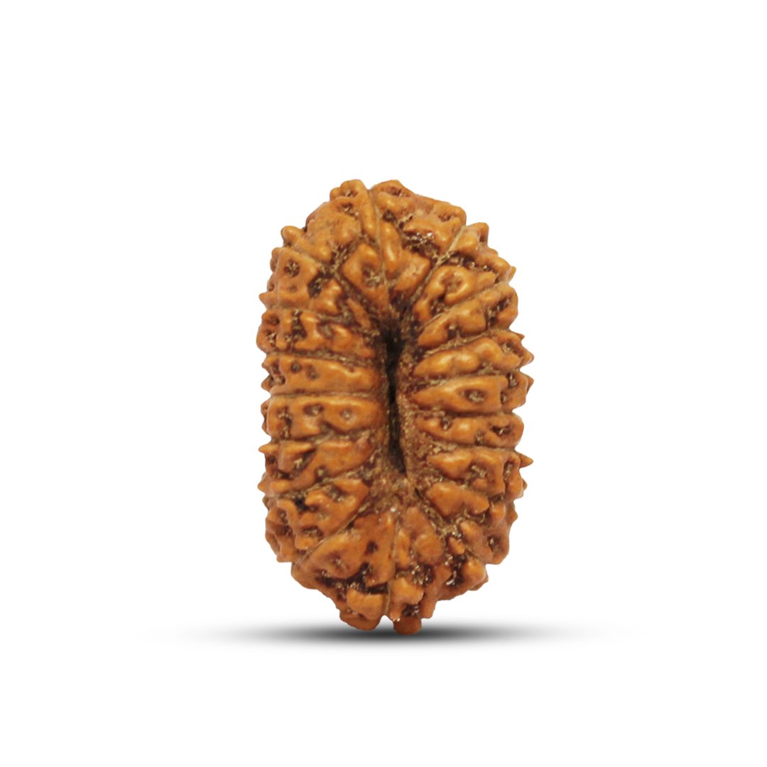 "17 Mukhi Rudraksha from Indonesia – A sacred bead representing Goddess Katyayani and Lord Vishwakarma, known for its power to manifest desires, attract wealth, and enhance success."