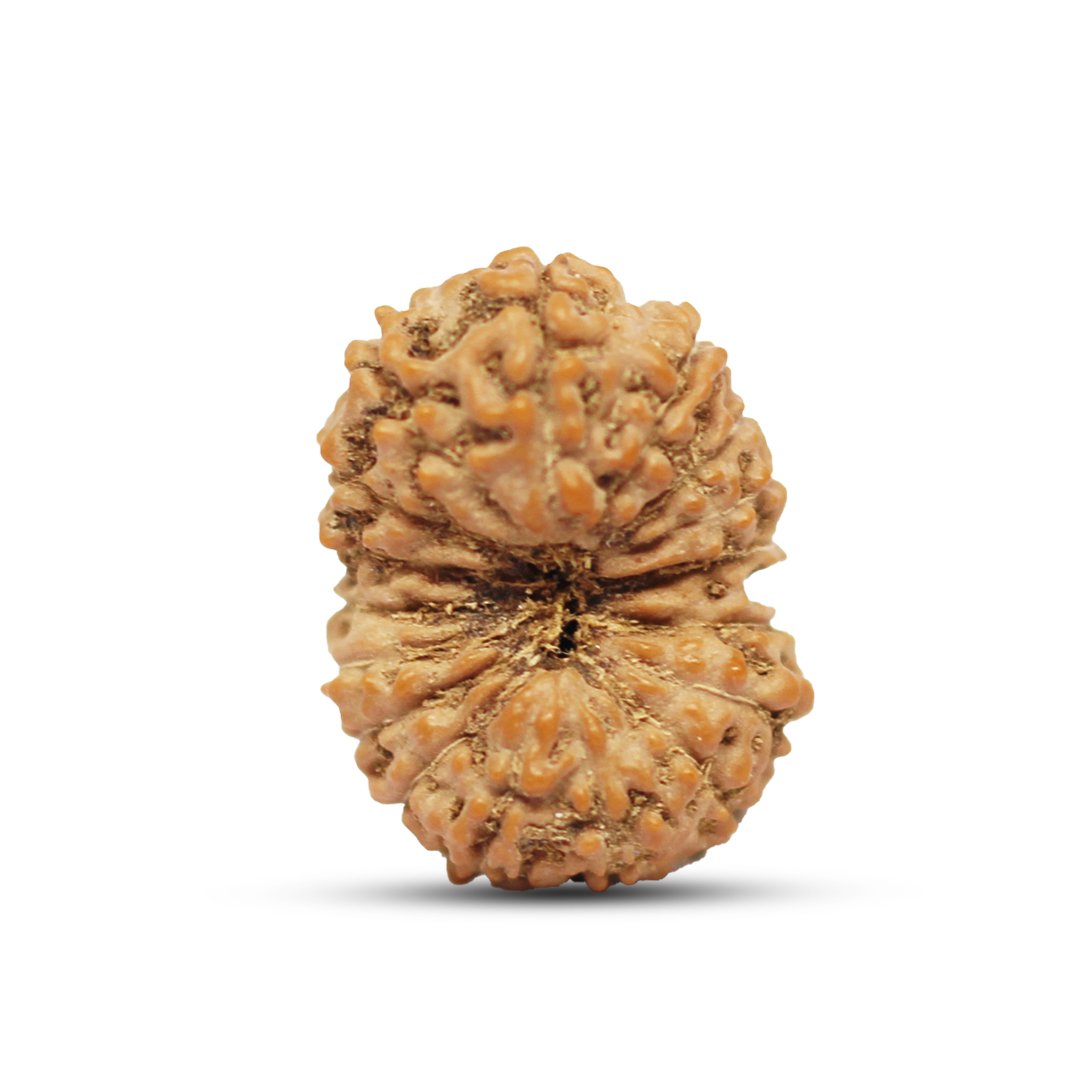 "17 Mukhi Rudraksha from Indonesia – A sacred bead representing Goddess Katyayani and Lord Vishwakarma, known for its power to manifest desires, attract wealth, and enhance success."