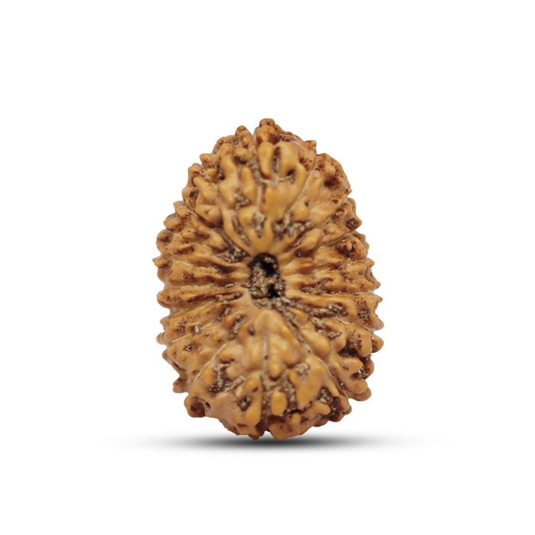 "17 Mukhi Rudraksha from Indonesia – A sacred bead representing Goddess Katyayani and Lord Vishwakarma, known for its power to manifest desires, attract wealth, and enhance success."