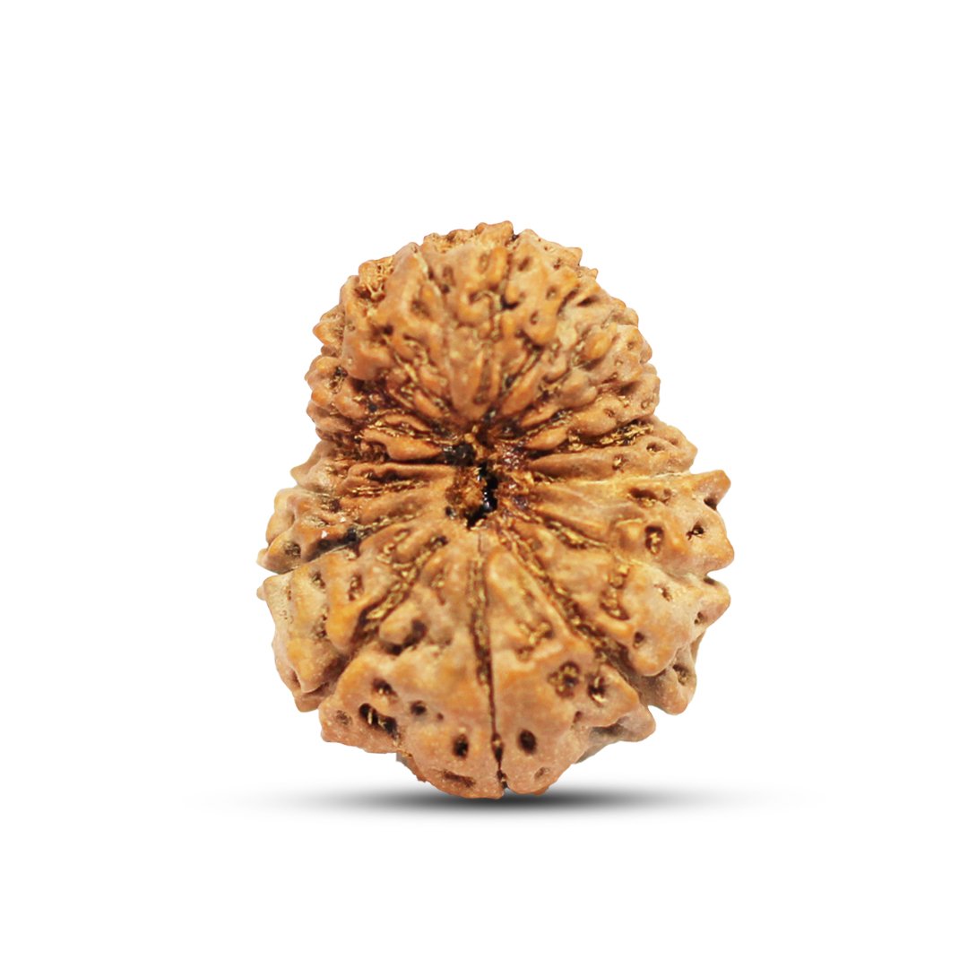 "17 Mukhi Rudraksha from Indonesia – A sacred bead representing Goddess Katyayani and Lord Vishwakarma, known for its power to manifest desires, attract wealth, and enhance success."