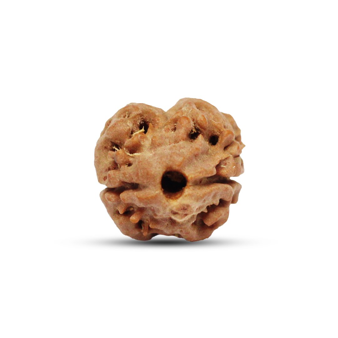 "2 Mukhi Rudraksha from Nepal – The Bead of Divine Union & Balance"