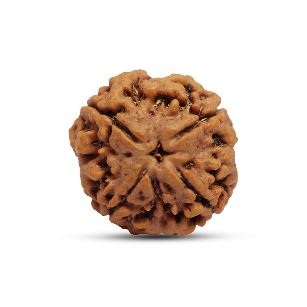"4 Mukhi Rudraksha from Nepal – A sacred bead symbolizing wisdom, creativity, and clear communication, blessed by Lord Brahma."