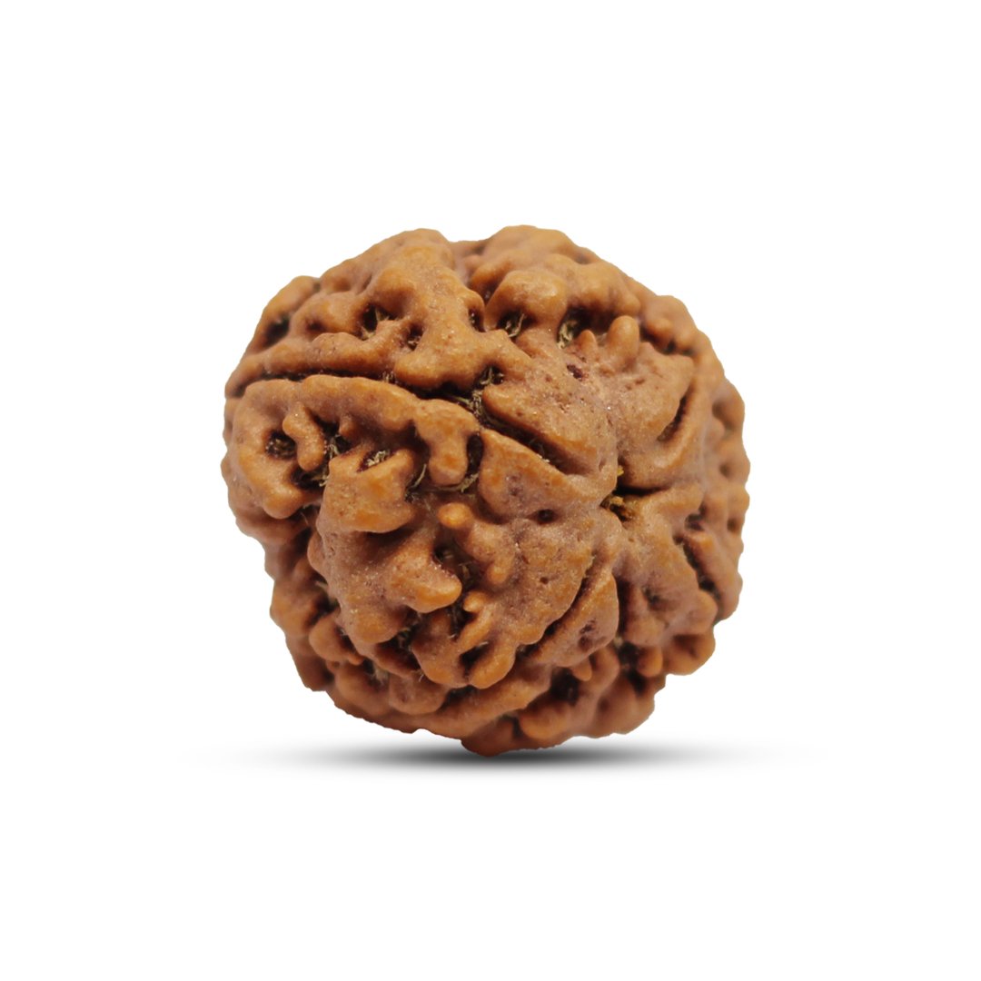 "4 Mukhi Rudraksha from Nepal – A sacred bead symbolizing wisdom, creativity, and clear communication, blessed by Lord Brahma."