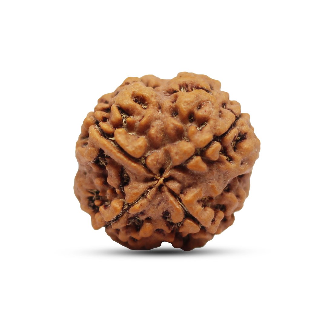 "4 Mukhi Rudraksha from Nepal – A sacred bead symbolizing wisdom, creativity, and clear communication, blessed by Lord Brahma."