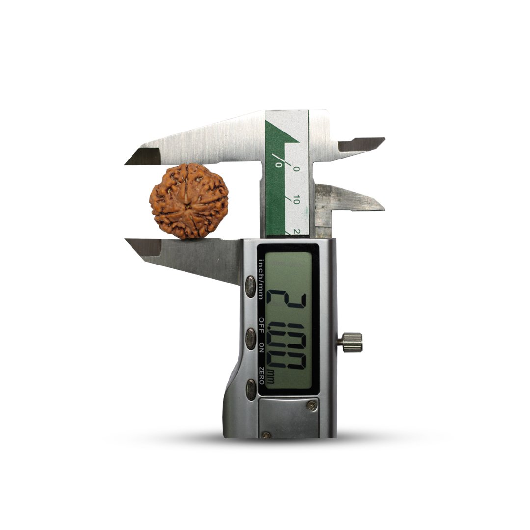 "4 Mukhi Rudraksha from Nepal – A sacred bead symbolizing wisdom, creativity, and clear communication, blessed by Lord Brahma."