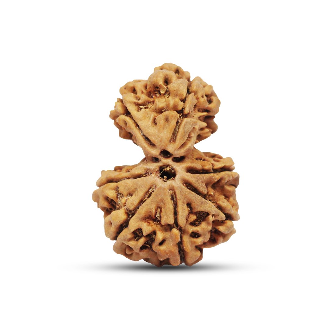 "Gauri Shankar Rudraksha from Nepal – A divine bead symbolizing the sacred union of Lord Shiva and Goddess Parvati, fostering love, harmony, and spiritual growth."