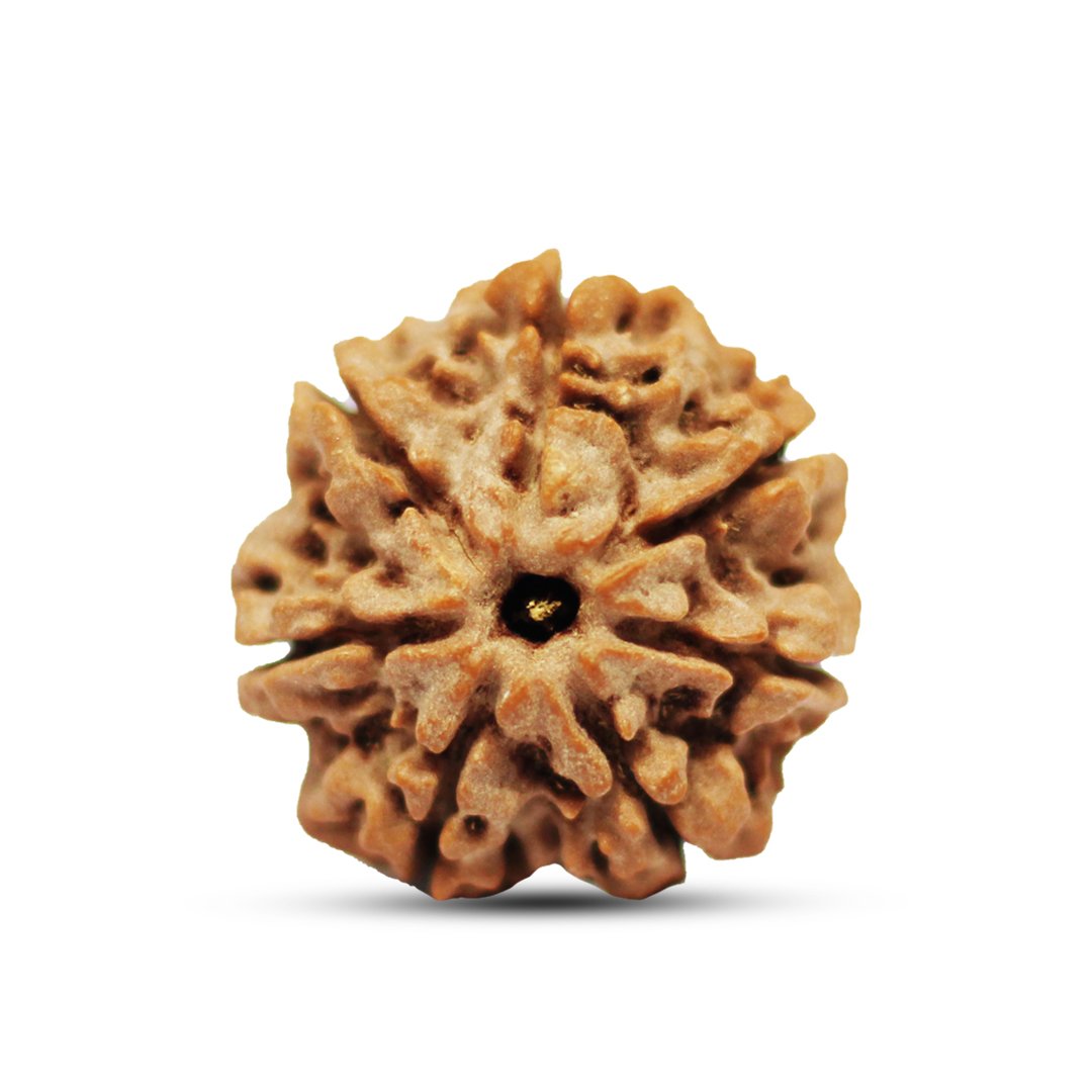 "7 Mukhi Rudraksha from Nepal – A sacred bead symbolizing Goddess Lakshmi, attracting wealth, prosperity, and success."