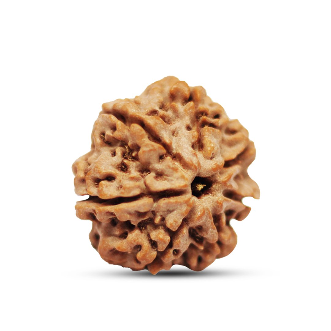 "7 Mukhi Rudraksha from Nepal – A sacred bead symbolizing Goddess Lakshmi, attracting wealth, prosperity, and success."