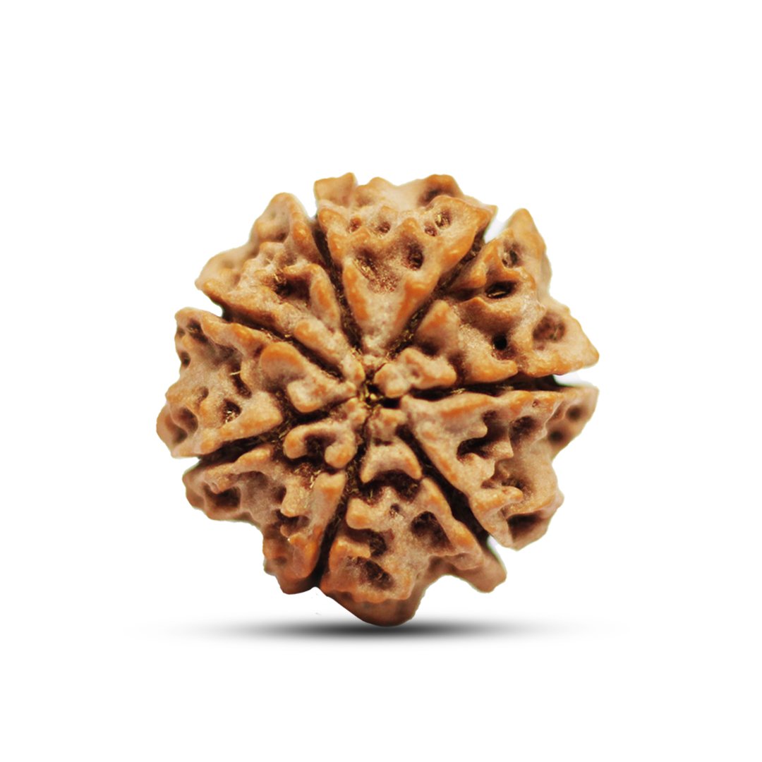 "7 Mukhi Rudraksha from Nepal – A sacred bead symbolizing Goddess Lakshmi, attracting wealth, prosperity, and success."