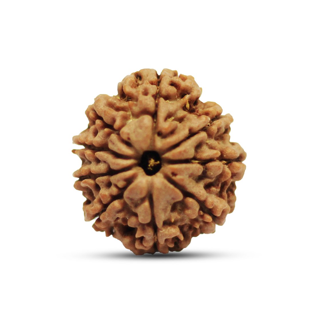 "9 Mukhi Rudraksha from Nepal – A sacred bead representing Goddess Durga, providing strength, courage, and divine protection."