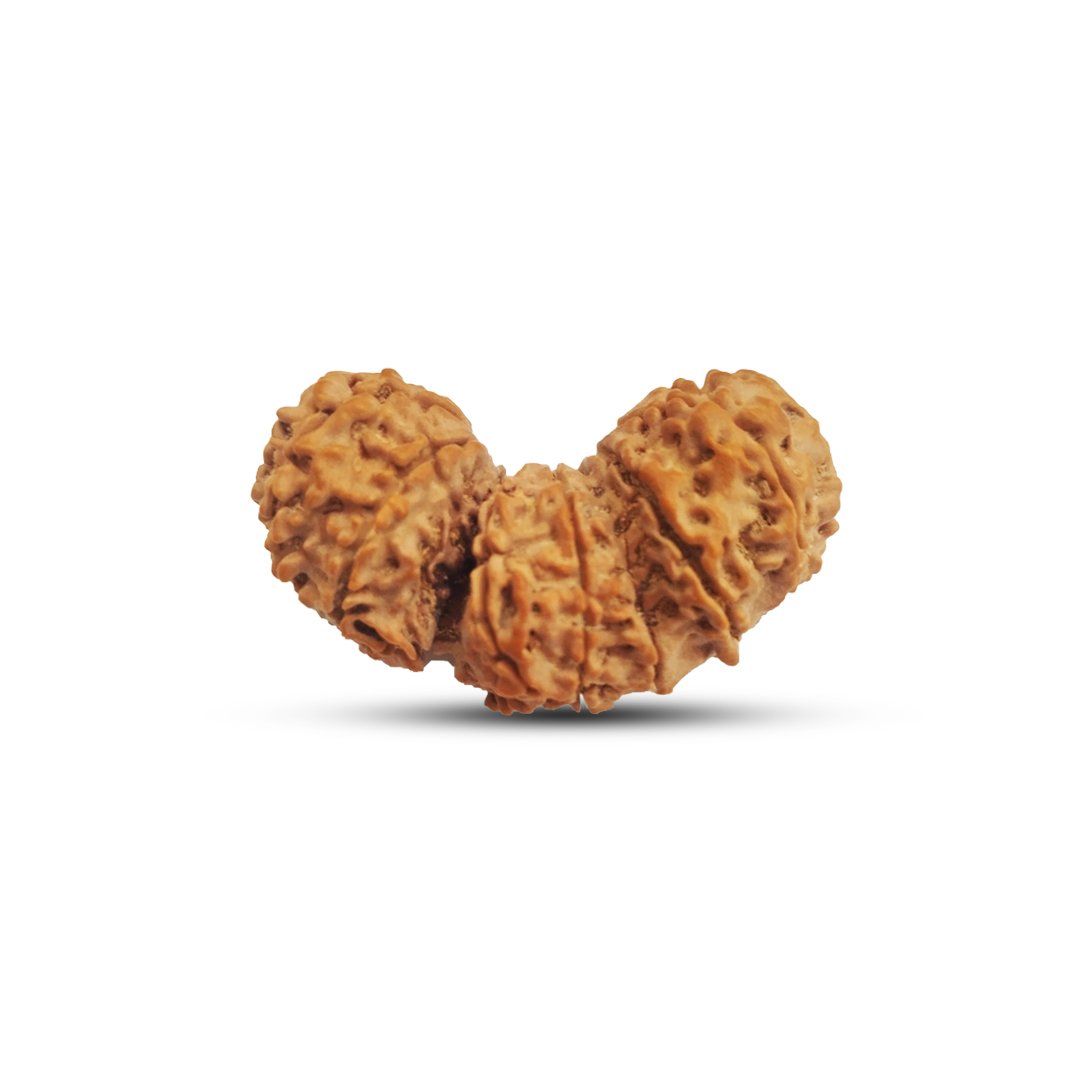"Trijuti Rudraksha from Nepal – A rare, powerful Rudraksha with three naturally joined beads, symbolizing Brahma, Vishnu, and Mahesh (Shiva)."