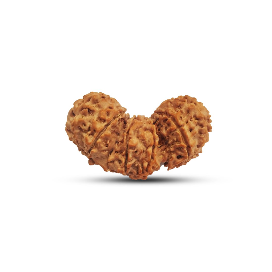 "Trijuti Rudraksha from Nepal – A rare, powerful Rudraksha with three naturally joined beads, symbolizing Brahma, Vishnu, and Mahesh (Shiva)."