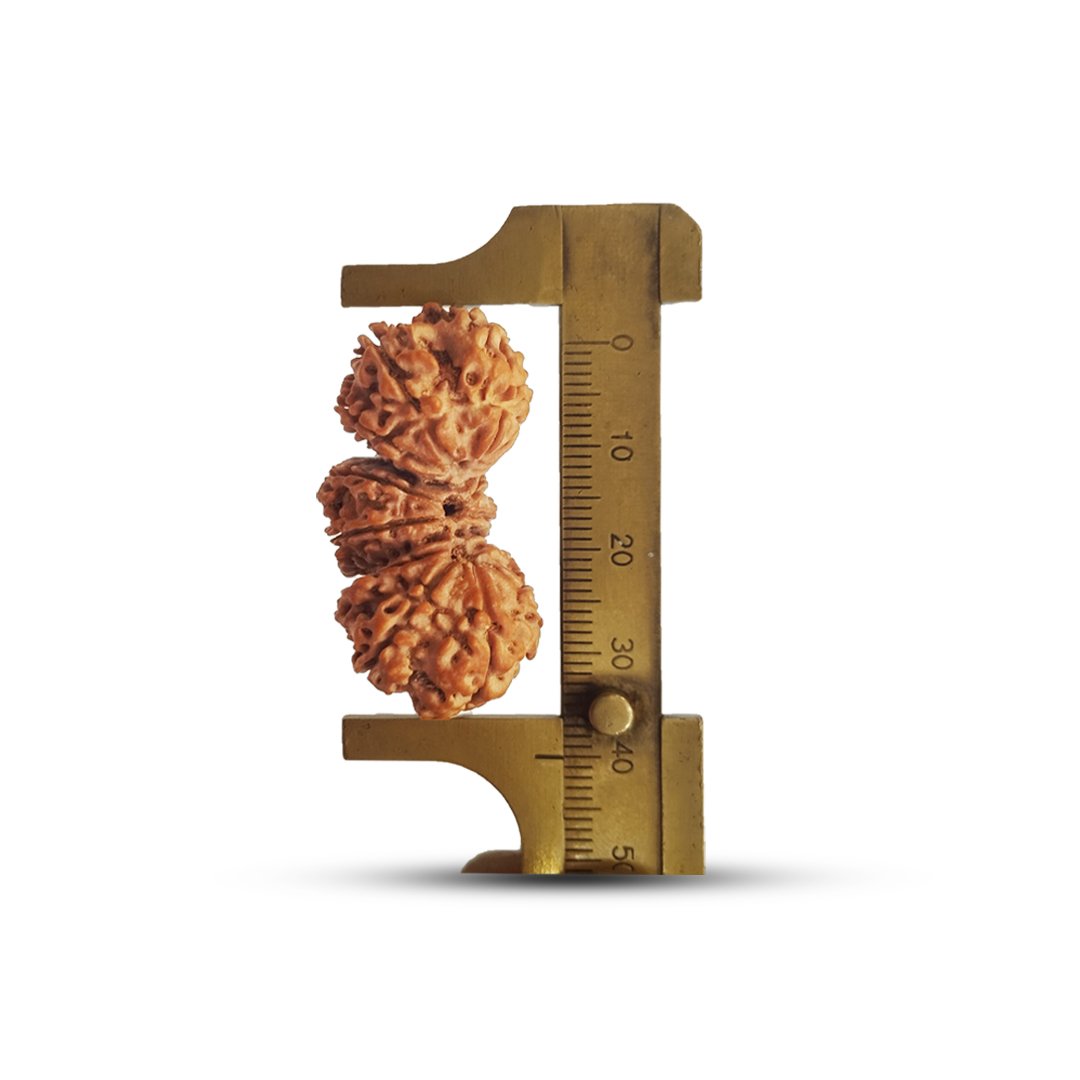 "Trijuti Rudraksha from Nepal – A rare, powerful Rudraksha with three naturally joined beads, symbolizing Brahma, Vishnu, and Mahesh (Shiva)."