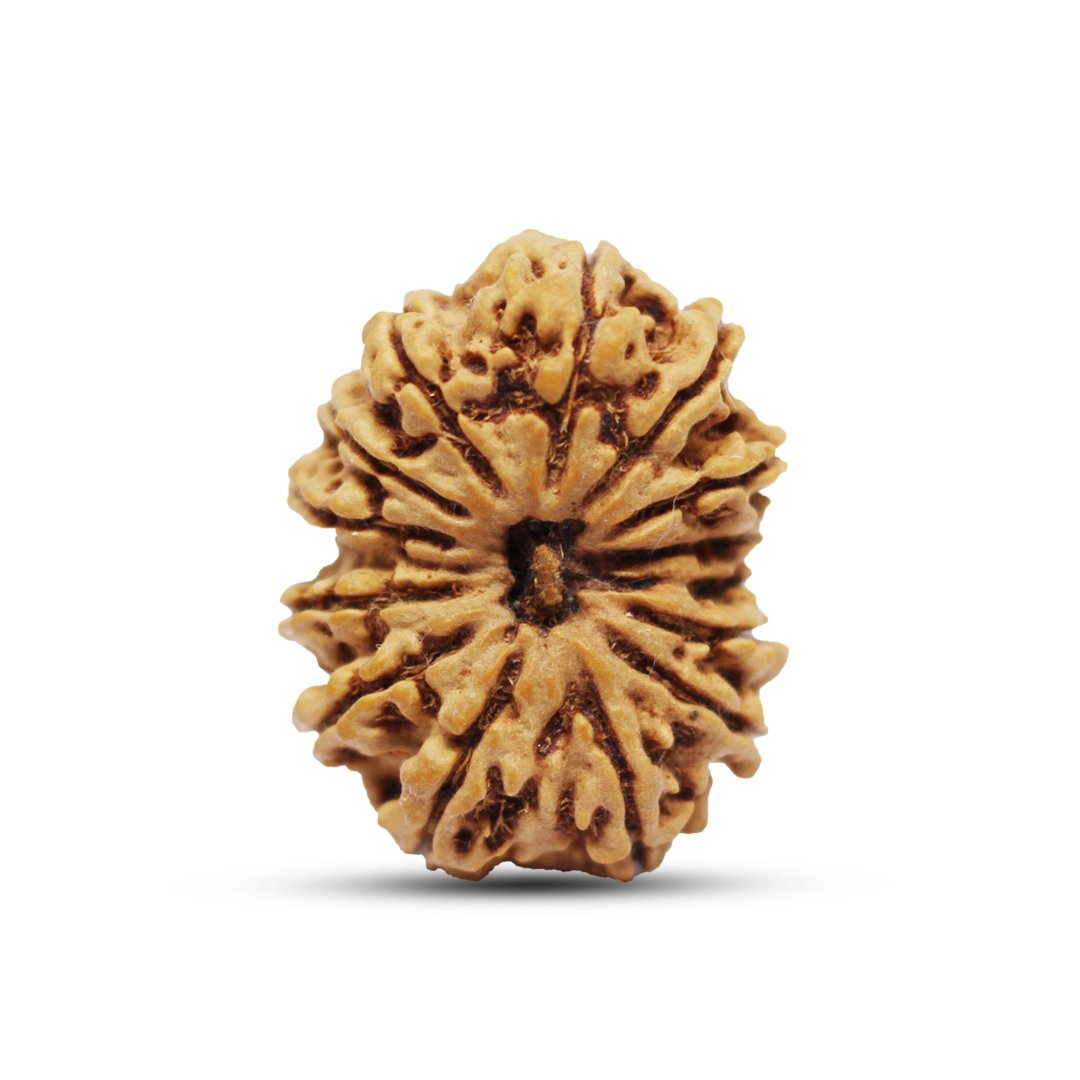 "14 Mukhi Rudraksha from Nepal – The sacred bead of Lord Hanuman & Shiva, enhancing intuition, courage, and spiritual power."