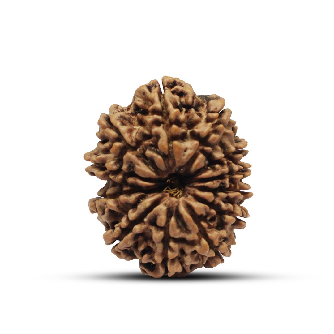 "12 Mukhi Rudraksha from Nepal – A sacred bead infused with the divine energy of Lord Surya, enhancing leadership, confidence, and success."